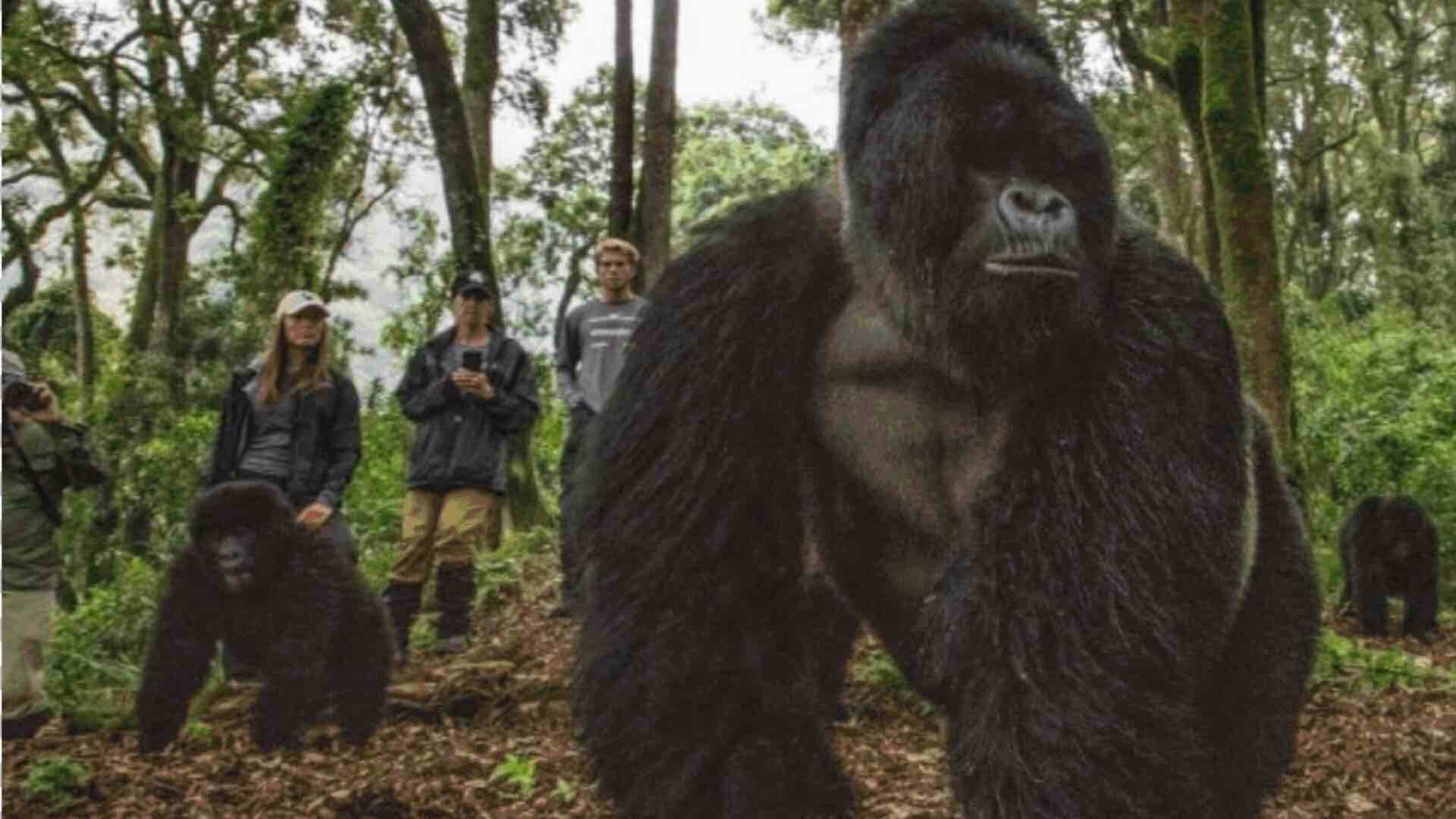 Gorilla Trekking Extension image 5